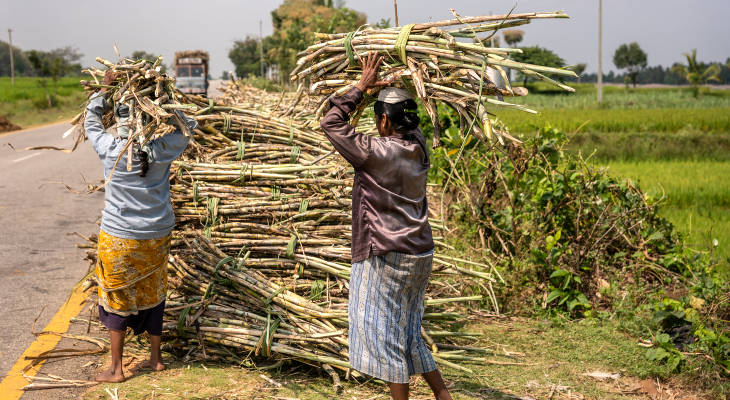 A new government means a new chance to end the cycle of sorrow in India's sugar market.