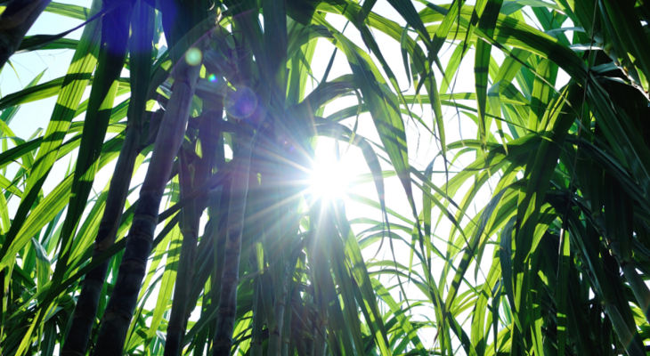 China's sugar crops are responding well to beneficial weather, but imports continue to raise questions for the market.