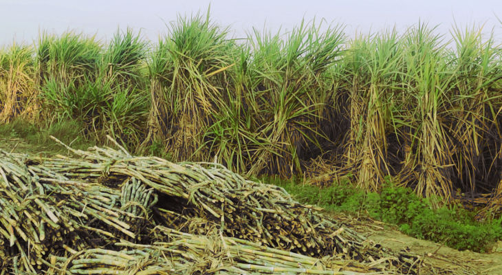 Despite the opportunity to finally reform cane price policy thanks to high sugar prices, states are looking to hold on to voters during the upcoming election instead of getting the industry on a stable footing.