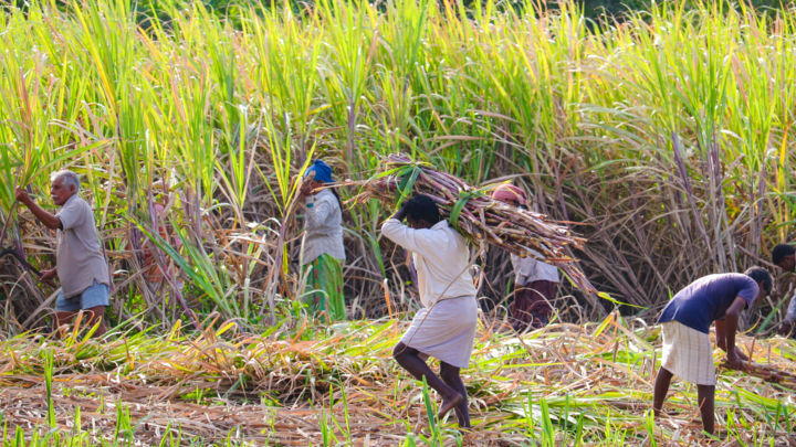 Sugaronline India Report - Uncertainties over India’s sugar output and export plans to continue longer