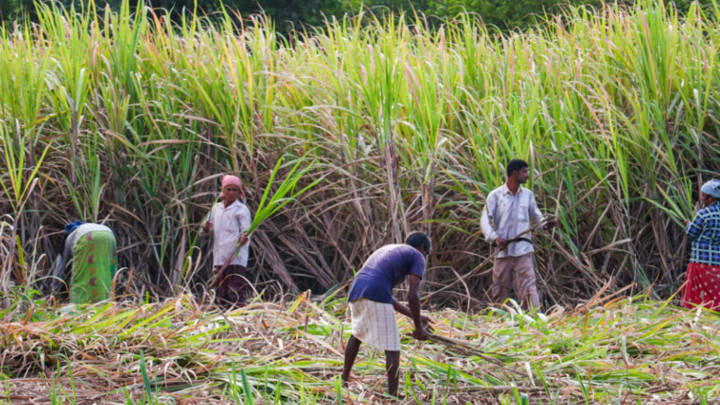 The sugar industry of Maharashtra and Karnataka, which together account for as much as 40-45% of the country’s sugar output faces multiple headwinds starting from lower cane output, export ban and feedstock use restrictions.
