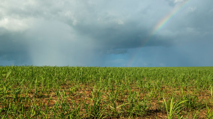 March/April rainfall in Centre-South Brazil is likely to play a significant role in the global sugar outlook for the forthcoming season.