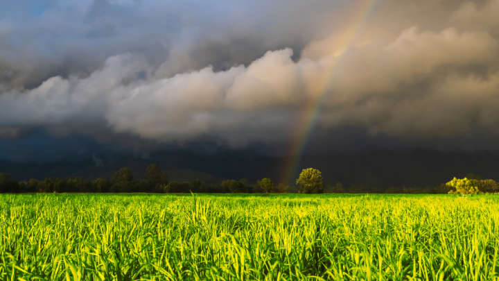 Erratic weather patterns across the world are causing uncertainty in predicting the global sugar supply for the coming year.