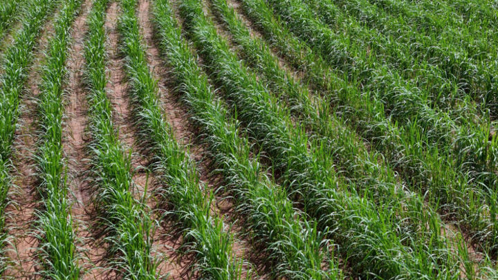 Sugar markets catch up to the fact that the harvest in Centre-South Brazil is likely to fall below expectations.