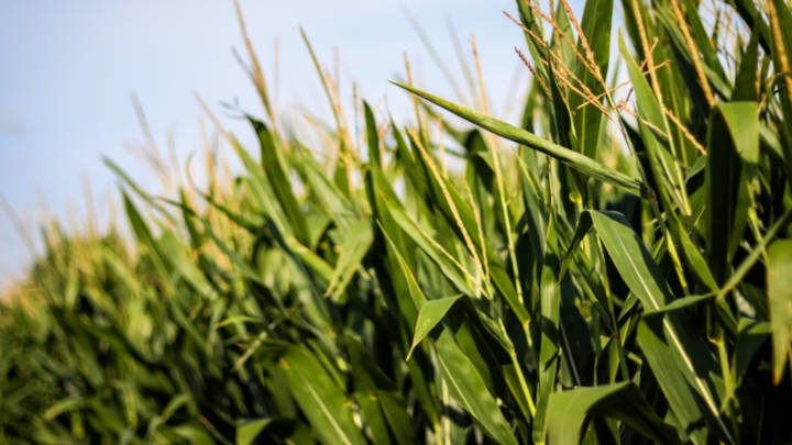 Continuation of unfavourable regulations with respect to feedstock use for the production of ethanol presents the major downside risk for the industry.