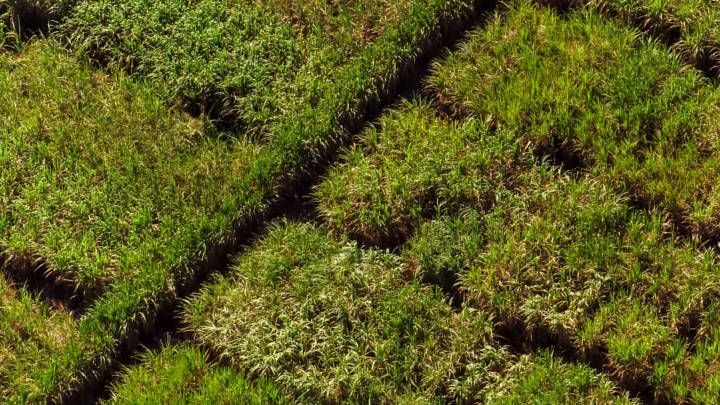 Dry weather continues to cause concern in Centre-South Brazil, as some sugar factories are seen slowing down production to sustain viability of the current crop.