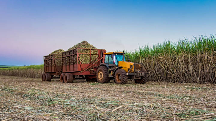 The return of limited rainfall to Centre-South Brazil isn’t enough to alleviate the damage caused to the sugarcane crop by drought.