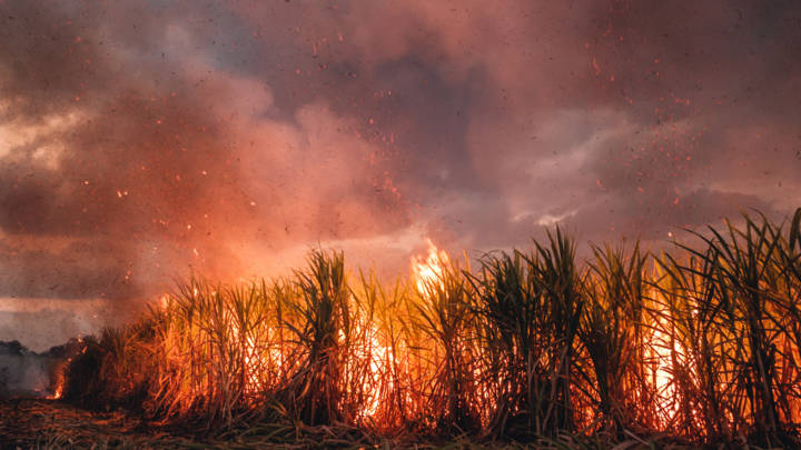 Fires continue to damage the sugarcane harvest in Centre-South Brazil, helping to push up the world sugar price amidst an uncertain global outlook.