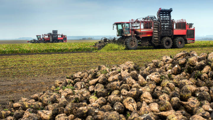 An increase in the area sown to sugarbeet could see EU & UK sugar production rise in 2024/25