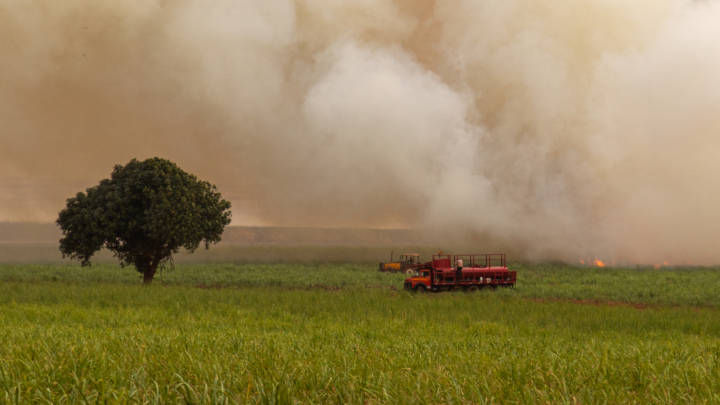 The return of rain to Centre-South Brazil gives renewed hope to the region’s sugar producers in a season afflicted by drought and a record number of fires.