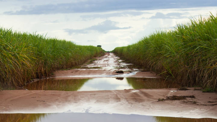 Despite interruptions to milling operations due to heavy rainfall, the appreciation of the Dollar against the Real is helping to suppress sugar prices.