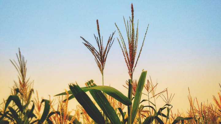 A severe shortage of cane-based feedstock has prompted New Delhi to incentivise multi-feedstock distilleries for ethanol production. However, with crude oil prices moderating and sugar prices strengthening, mills are likely to allocate more cane toward sugar production, expecting better realisation from the sweetener.